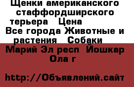 Щенки американского стаффордширского терьера › Цена ­ 20 000 - Все города Животные и растения » Собаки   . Марий Эл респ.,Йошкар-Ола г.